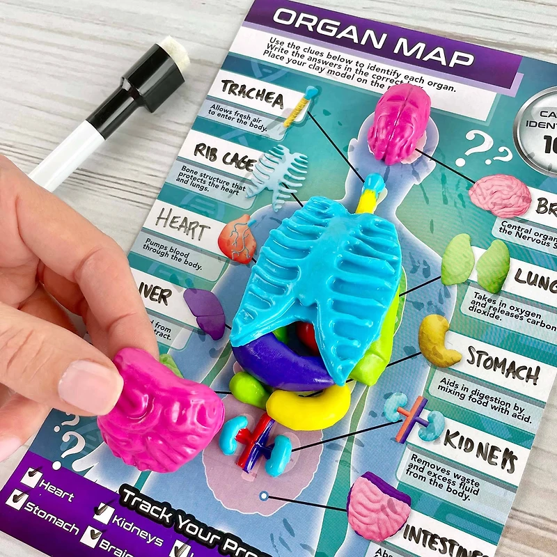 ArtSkills® Epic Lab Human Anatomy STEM Kit