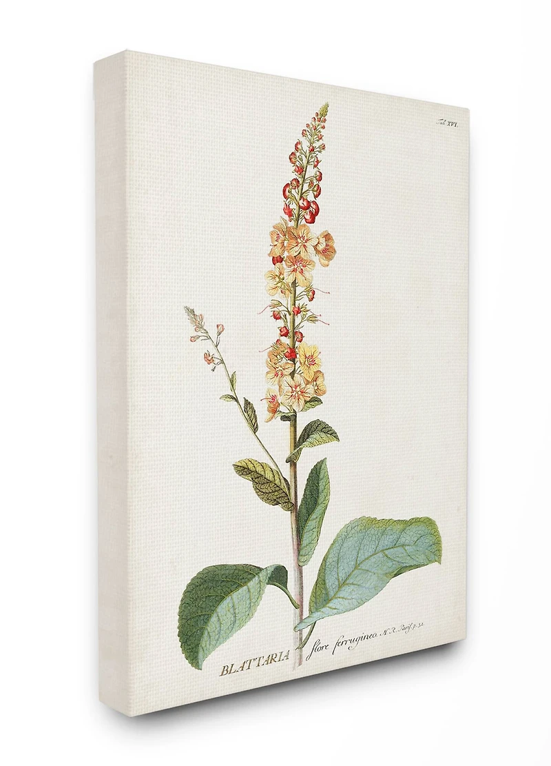Stupell Industries Botanical Flower Canvas Wall Art