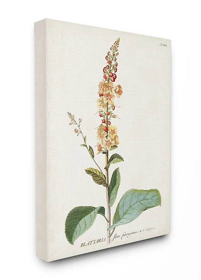 Stupell Industries Botanical Flower Canvas Wall Art