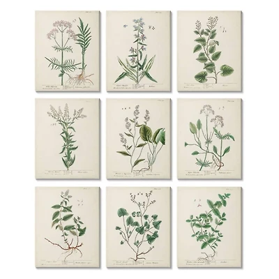 Stupell Industries Vintage Latin Study of Antique Floral Herbs Set