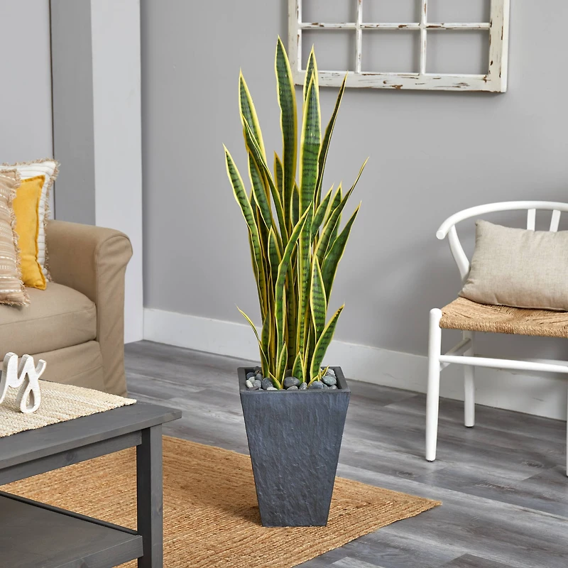 4.5ft. Snake Plant in Slate Planter