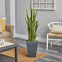 4.5ft. Snake Plant in Slate Planter