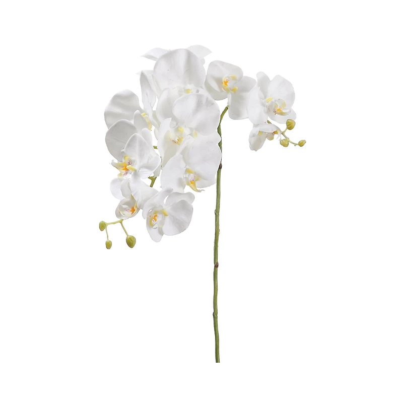 Phalaenopsis Orchid Spray