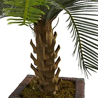 3ft. Cycas Palm Tree in Wood Planter