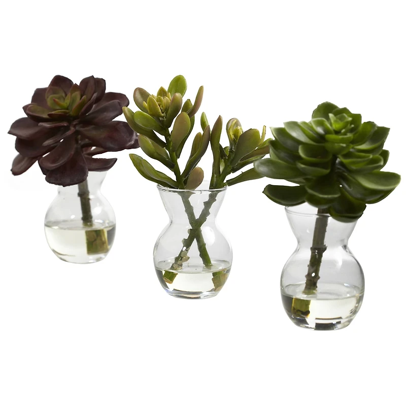 Succulent Arrangements in Vases 3ct.