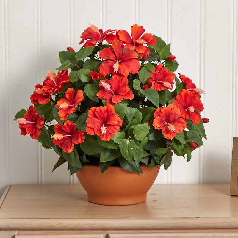 20" Red Hibiscus Plant with Clay Planter