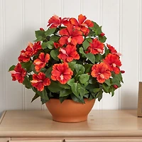 20" Red Hibiscus Plant with Clay Planter