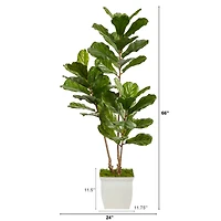5.5ft. UV Resistant Fiddle Leaf Tree in White Metal Planter
