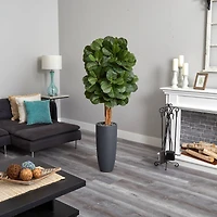 5.5ft. Fiddle Leaf Tree in Gray Cylinder Planter