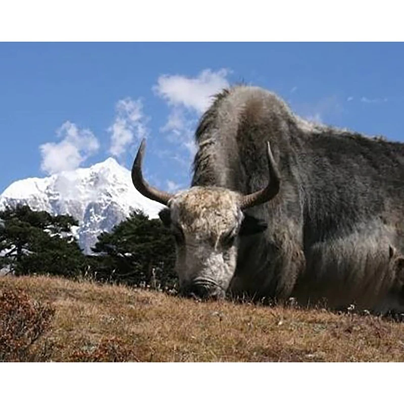 Sparkly Selections Yak Near Mount Everest 30cm x 40cm Diamond Painting Kit, Round Diamonds