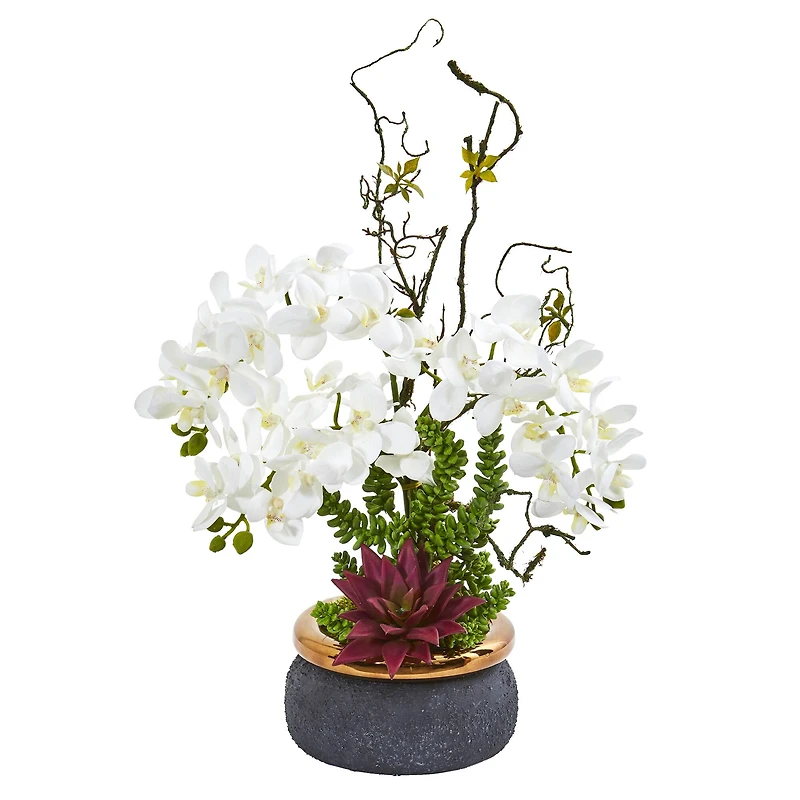 21" Potted Moth Orchid & Succulent Arrangement