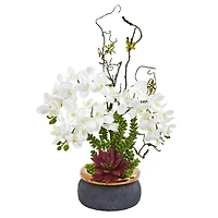 21" Potted Moth Orchid & Succulent Arrangement