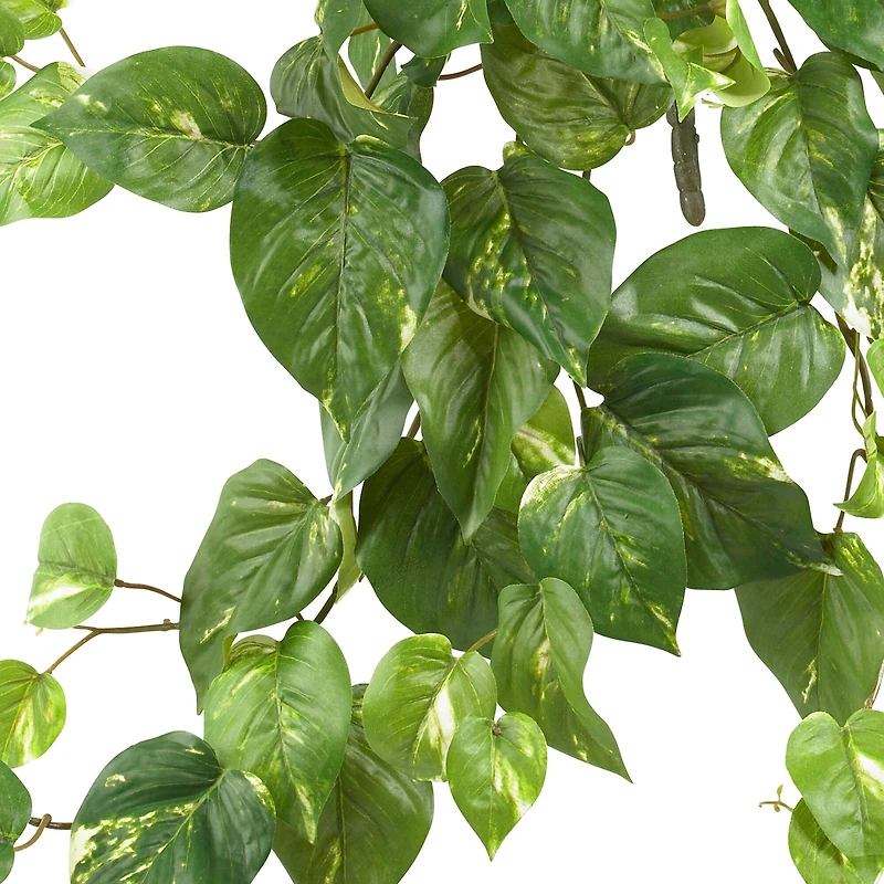 24” Pothos Hanging Bush, 3ct.