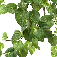 24” Pothos Hanging Bush, 3ct.