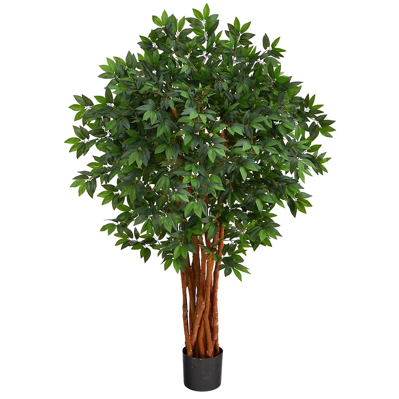4.5ft. Potted Lychee Tree