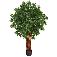4.5ft. Potted Lychee Tree