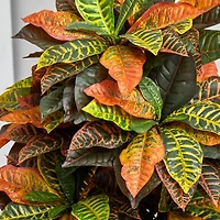 5.5ft. Croton Plant in Decorative Planter