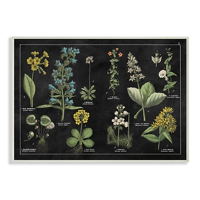 Stupell Industries Antique Wild Flower Chart Scientific Botanical Print Wood Wall Plaque