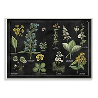 Stupell Industries Antique Wild Flower Chart Scientific Botanical Print Wood Wall Plaque