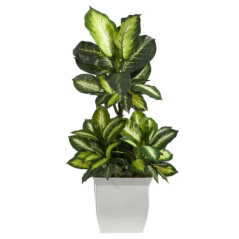 4ft. Golden Dumb Cane Plant in White Metal Planter