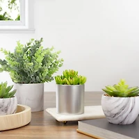 4.75" Potted Green Sedum Succulent