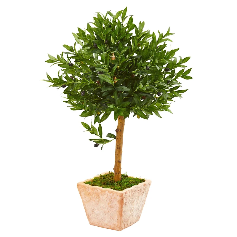3ft. Olive Topiary Tree in Terra Cotta Planter