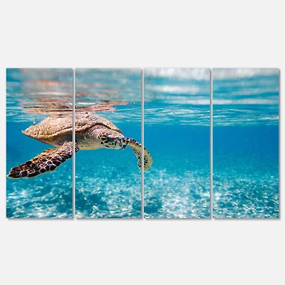 Designart - Large Hawksbill Sea Turtle