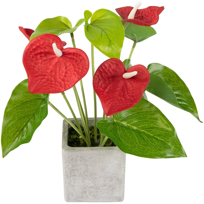 12" Red Laceleaf Plant in a Square Pot