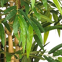 6ft. Potted Belly Bamboo Tree