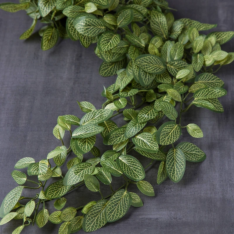 8 Pack: Fittonia Hanging Bush by Ashland®