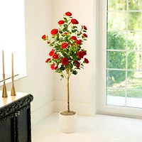 5ft. Potted Red Camellia Rose Tree