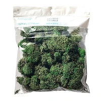 12 Pack: Basil Green Reindeer Moss by Ashland®