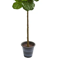 5ft. Fiddle Leaf Fig Tree with Decorative Planter