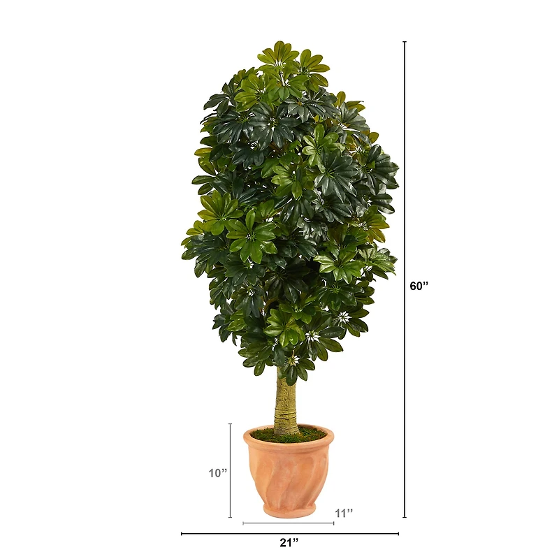 5ft. Umbrella Tree in Terra Cotta Planter