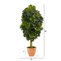 5ft. Umbrella Tree in Terra Cotta Planter
