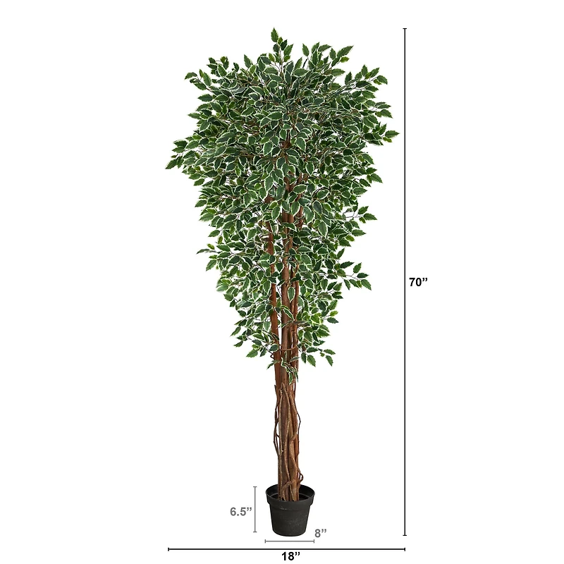 5.8ft. Potted Variegated Ficus Tree
