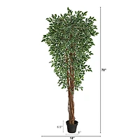 5.8ft. Potted Variegated Ficus Tree