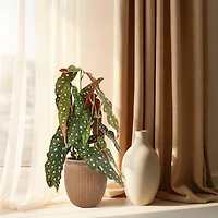 7.5" Terra Cotta Textured Ceramic Pot by Ashland®