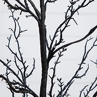 3ft. Pre-Lit Halloween Deluxe Black Twig Artificial Tree with 36 Orange & Purple LED Lights