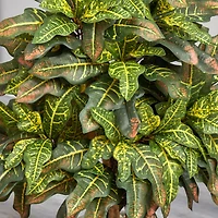 3.5ft. Croton in Sand Planter