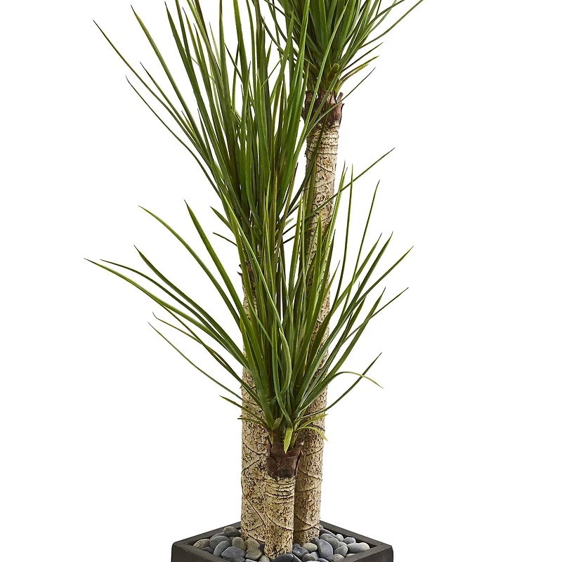 5.5ft. Yucca Tree in Black Planter