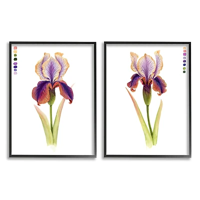 Stupell Industries Orange Purple Iris Flower with Color Key in Frame Wall Art