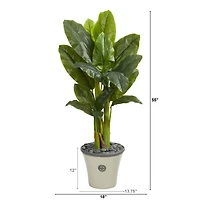 4.5ft. Triple Stalk Banana Tree in Decorative Planter