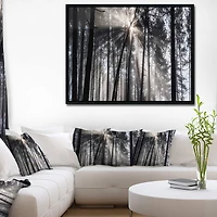Designart - Sunbeams through Black White Forest
