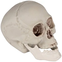 4.75" Skull Halloween Decorations, 6ct.