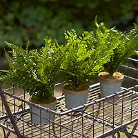 14.5" Fern Plant in Tin Pot Set 
