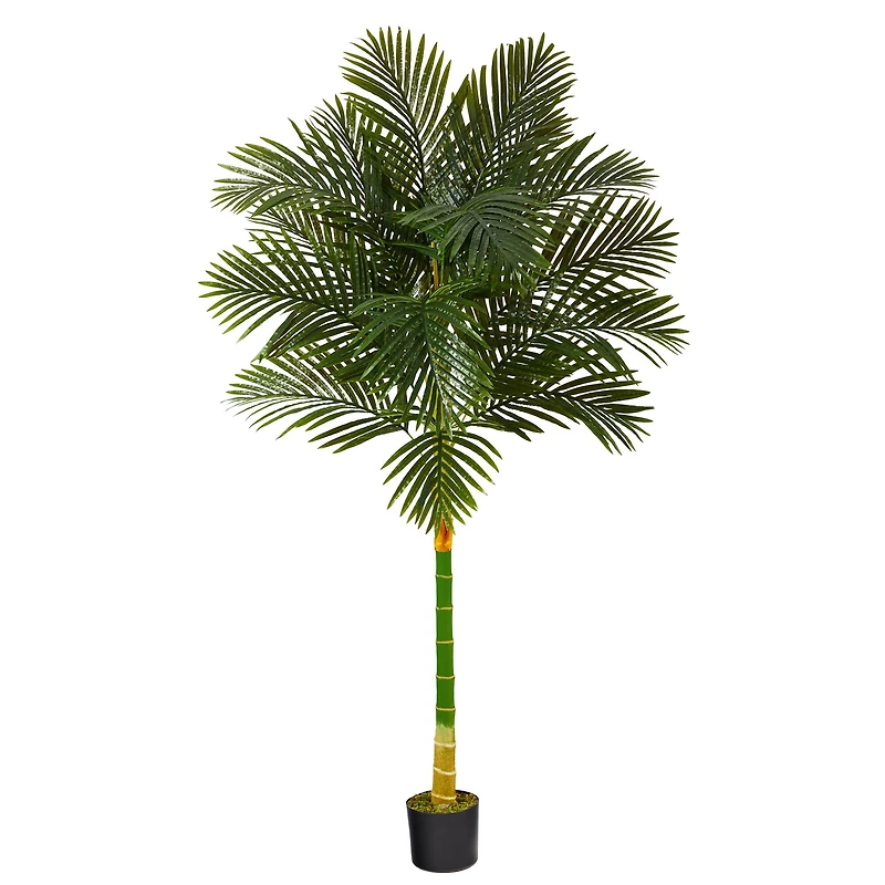 6ft. Potted Golden Cane Palm Tree