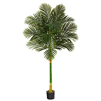 6ft. Potted Golden Cane Palm Tree