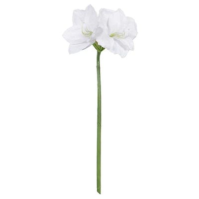 26" Snow White Amaryllis Stem by Ashland®