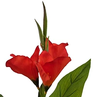 15.5" Potted Canna Lily Plant by Ashland